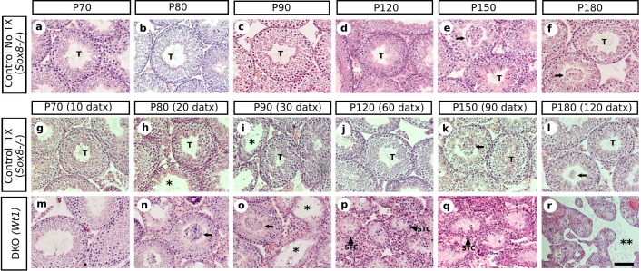 Figure 1—figure supplement 4.