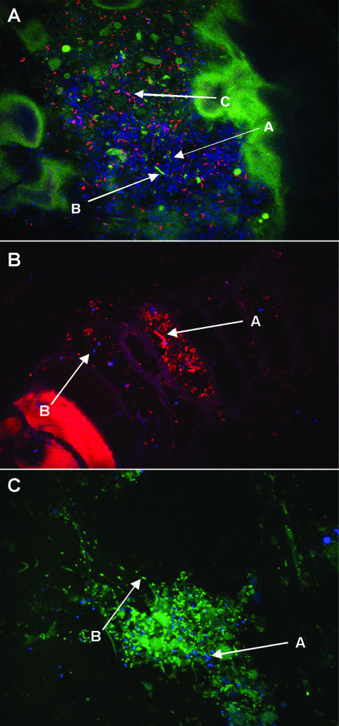 FIG. 3.