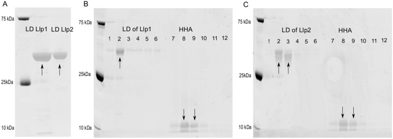 Fig 6