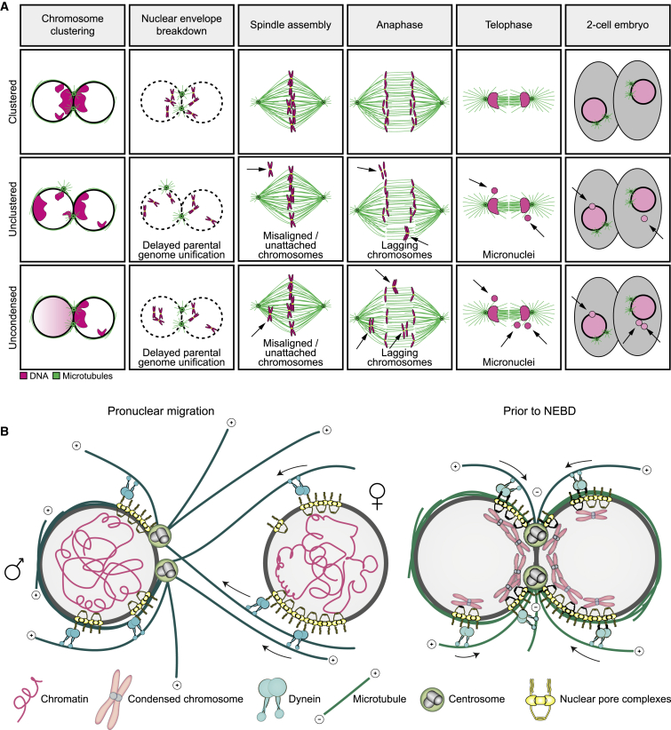 Figure 7