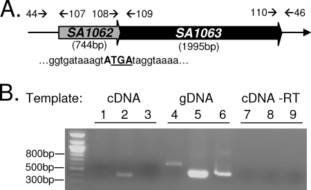 FIG. 1.