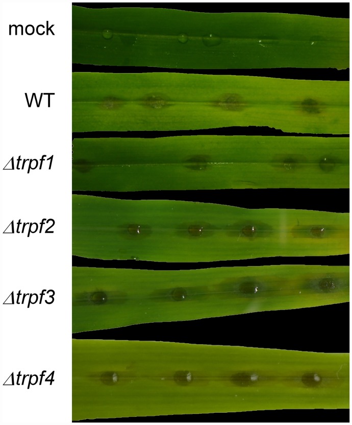 Fig 10