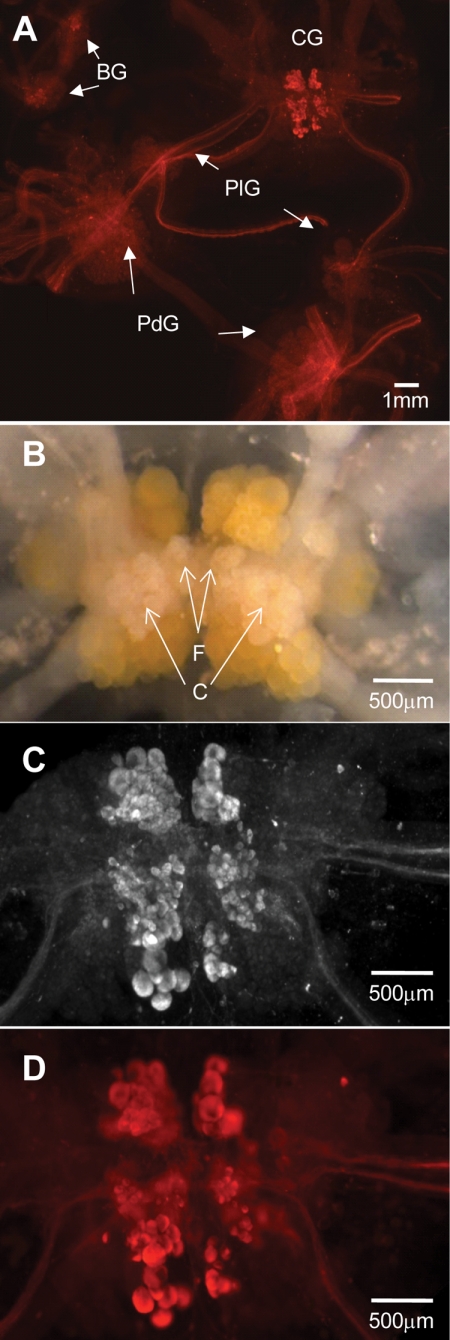 FIGURE 5.