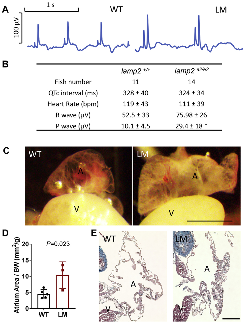 Fig. 4.