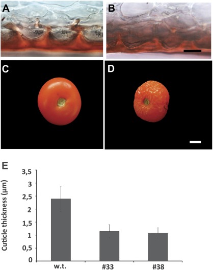 Fig. 9.