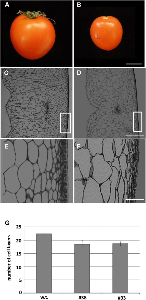 Fig. 8.