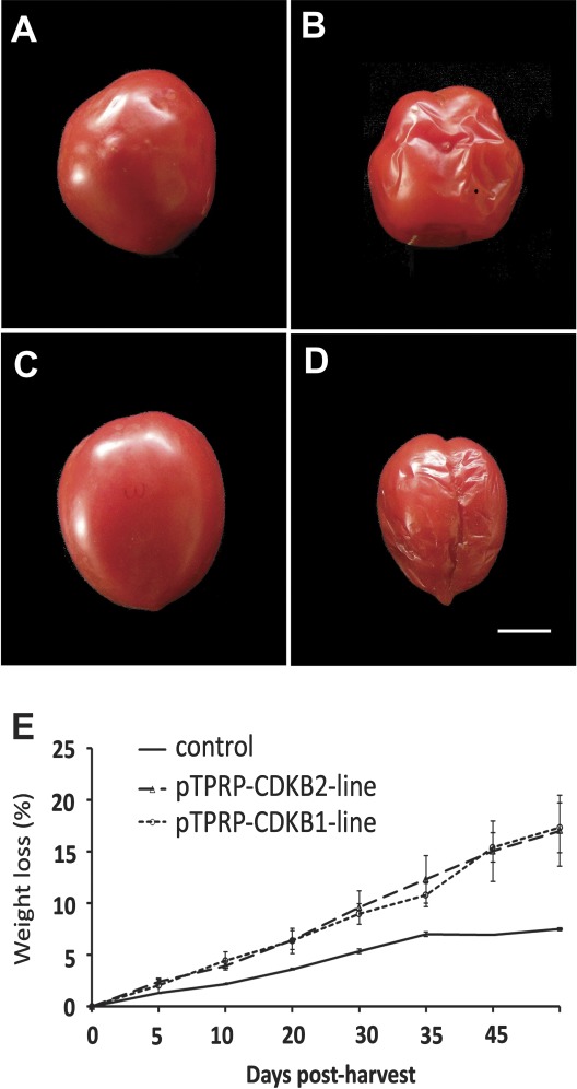 Fig. 5.