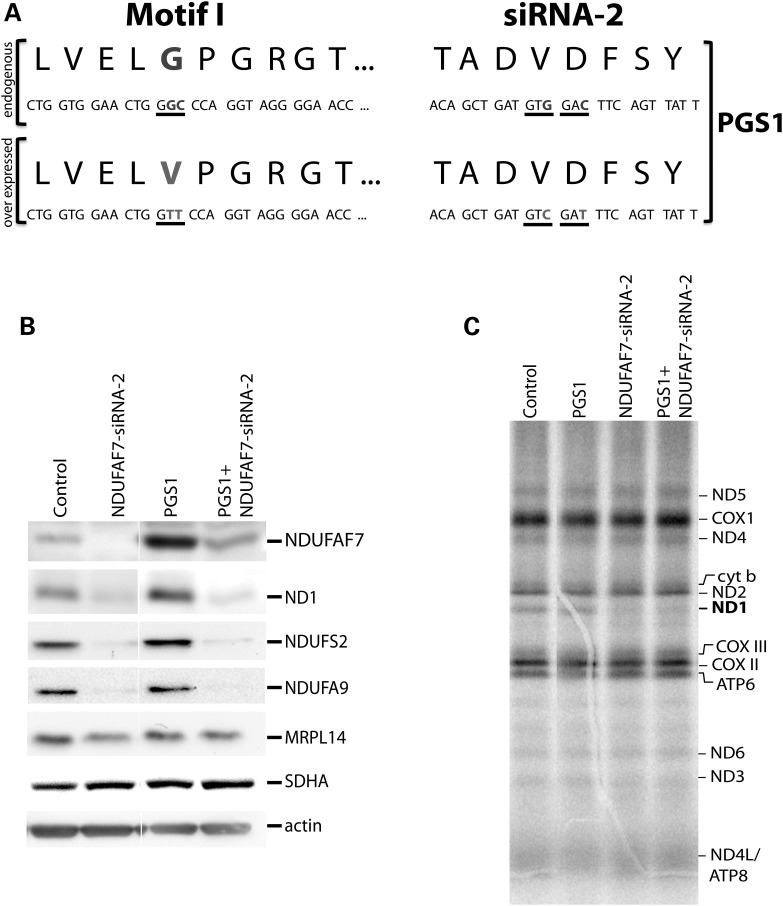 Figure 6.