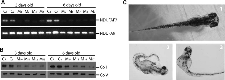 Figure 10.