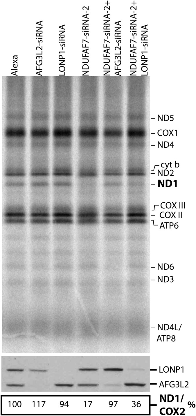 Figure 5.