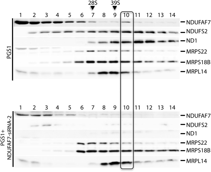 Figure 7.