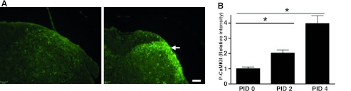 Fig. 5.