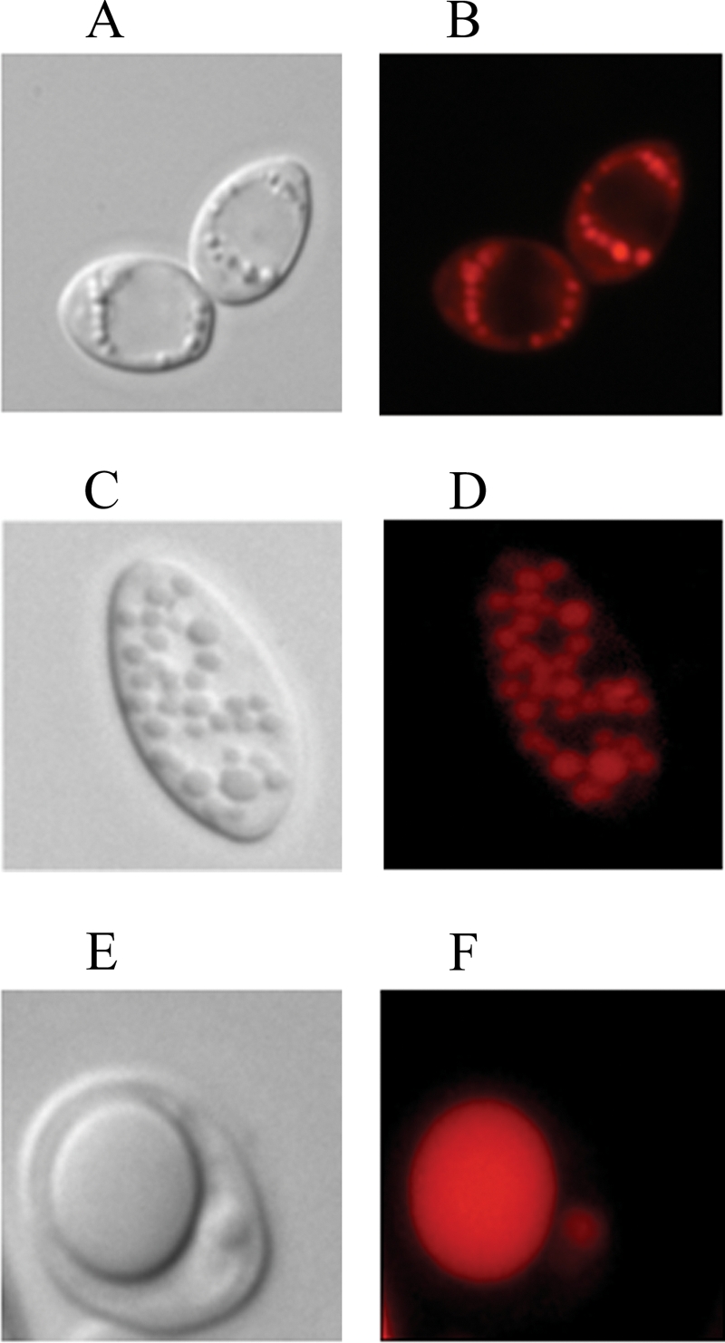 FIG. 5.