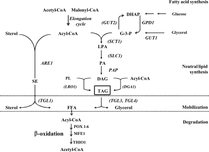 FIG. 1.