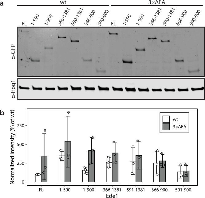 Figure 5—figure supplement 1.