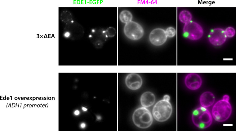 Figure 4—figure supplement 1.