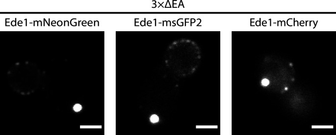 Figure 1—figure supplement 1.