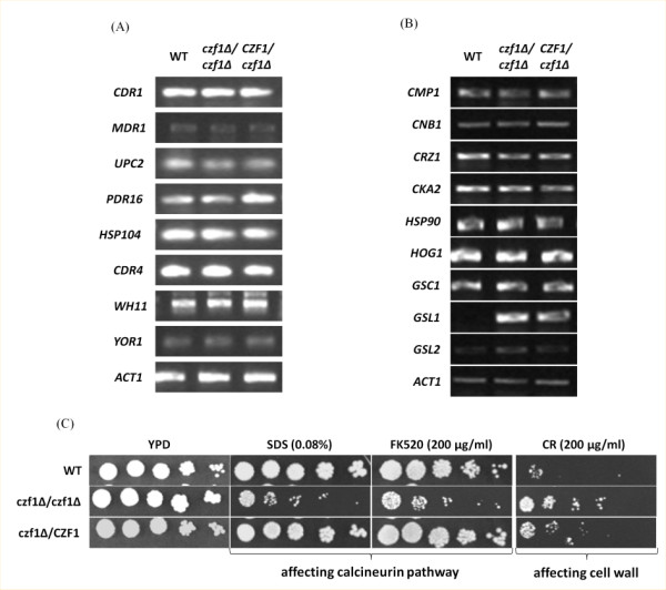 Figure 5 