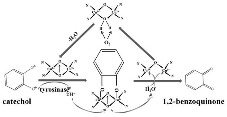 Scheme 2