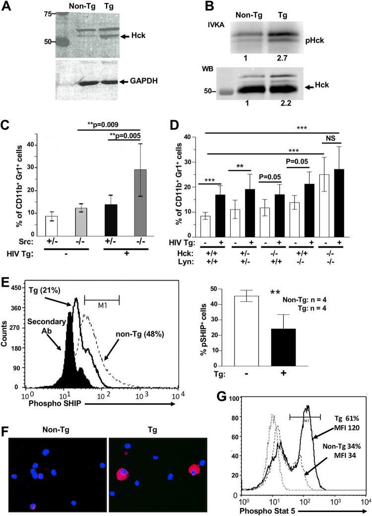 FIG 8