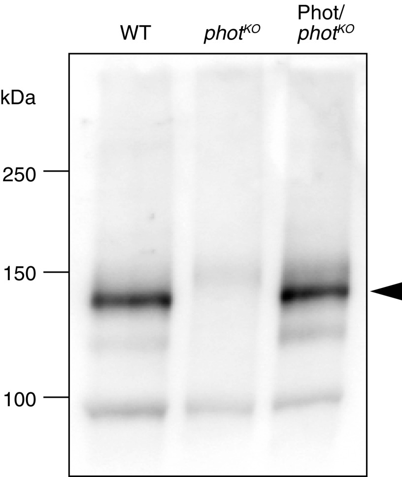 Fig. S1.