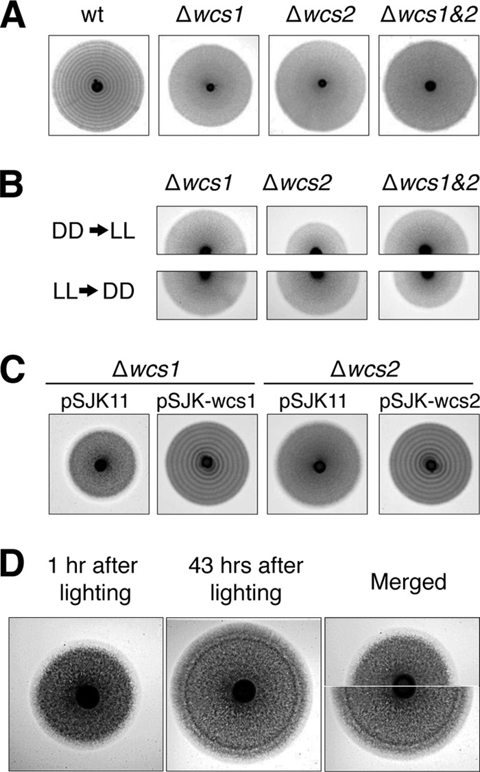 Fig 3