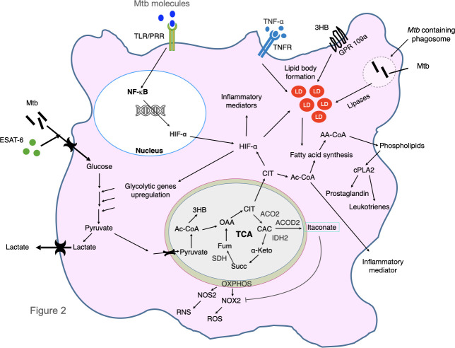 Figure 2