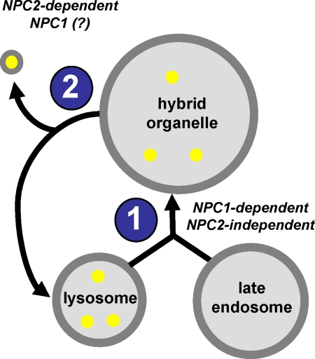 FIGURE 7.