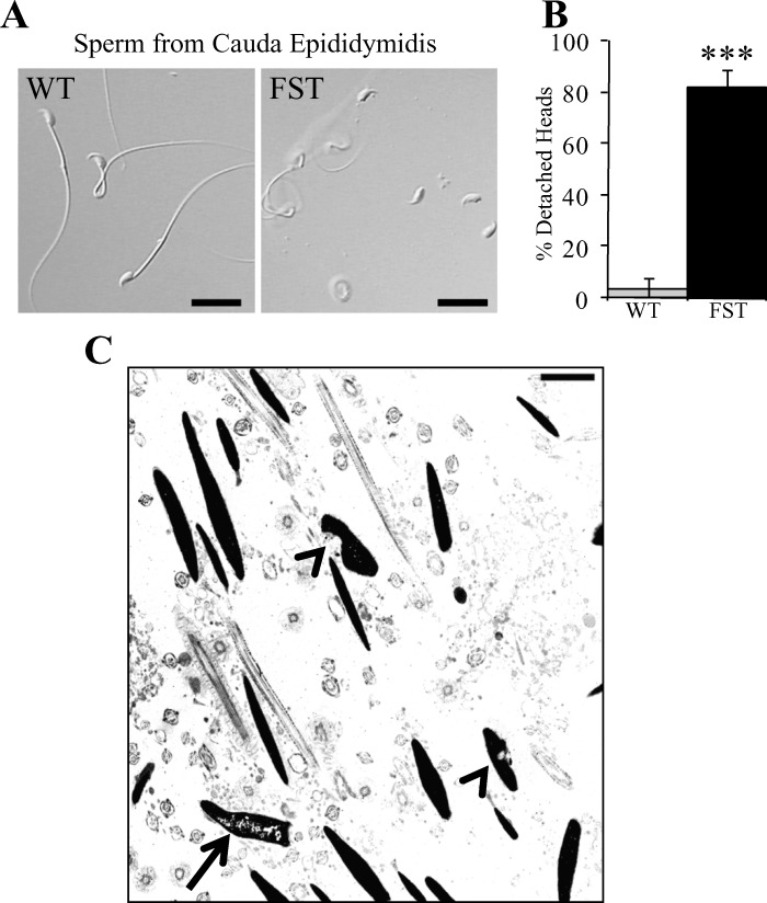 FIG. 6. 