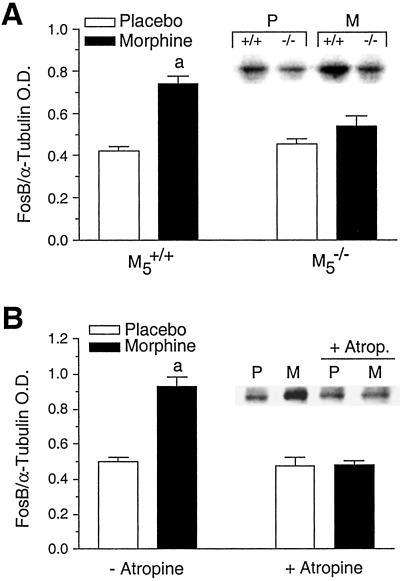 Fig 5.