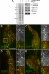 Figure 11.