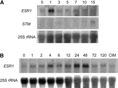 Figure 6.