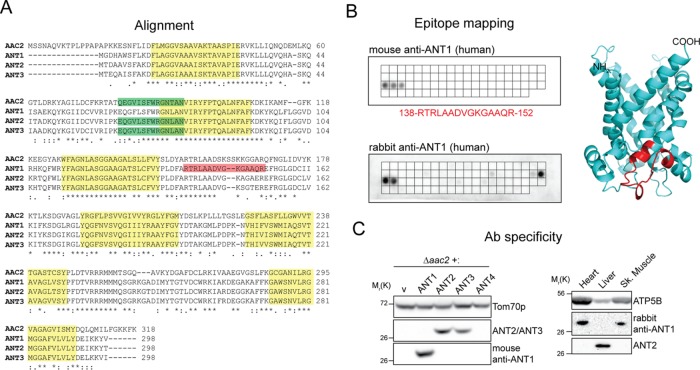 FIGURE 1: