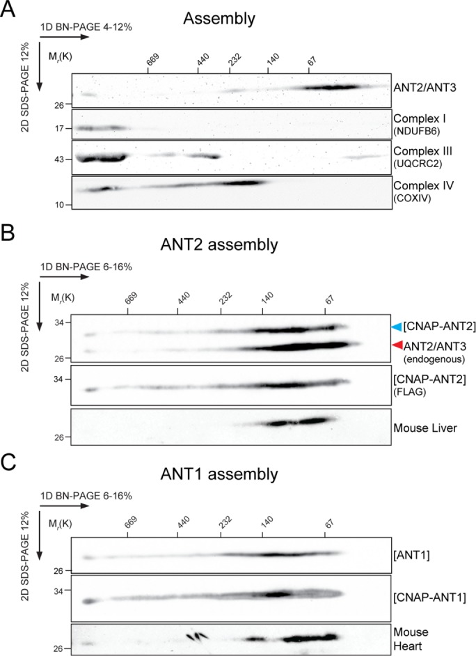 FIGURE 2: