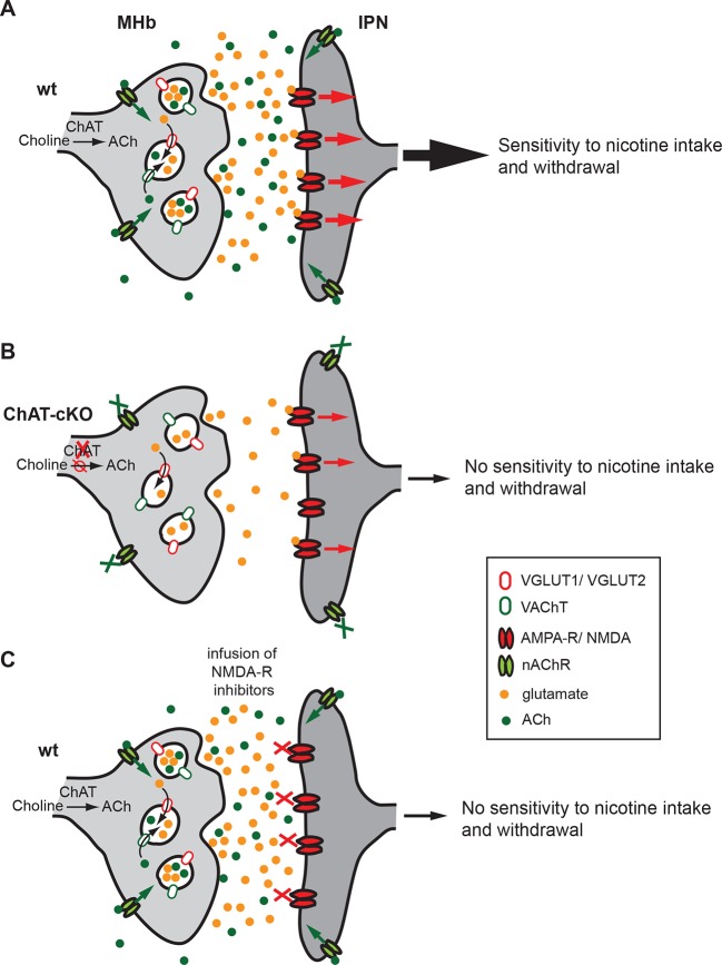 Figure 12.