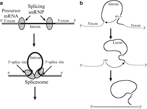 Fig. 8.5