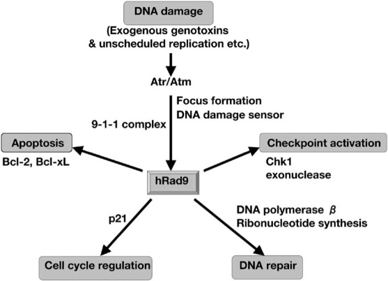 Fig. (1)