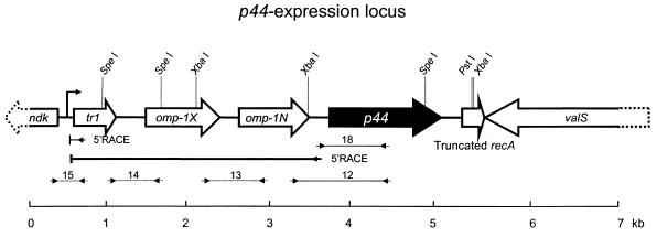 FIG. 2.