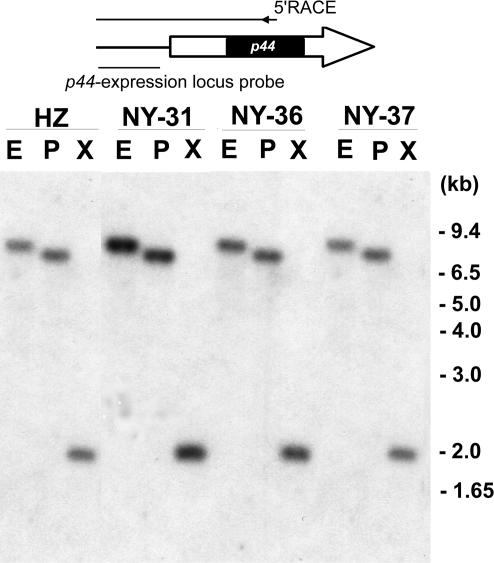 FIG. 1.