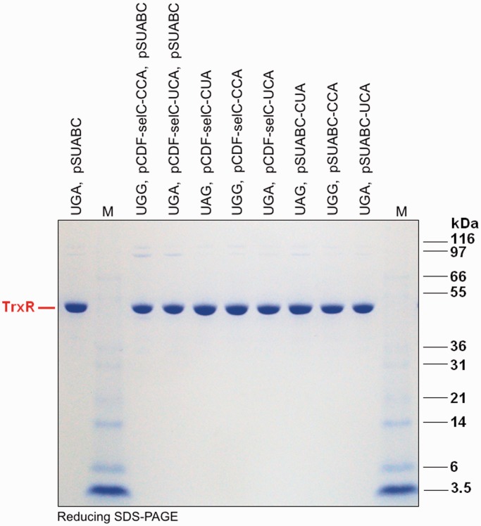 Figure 7.