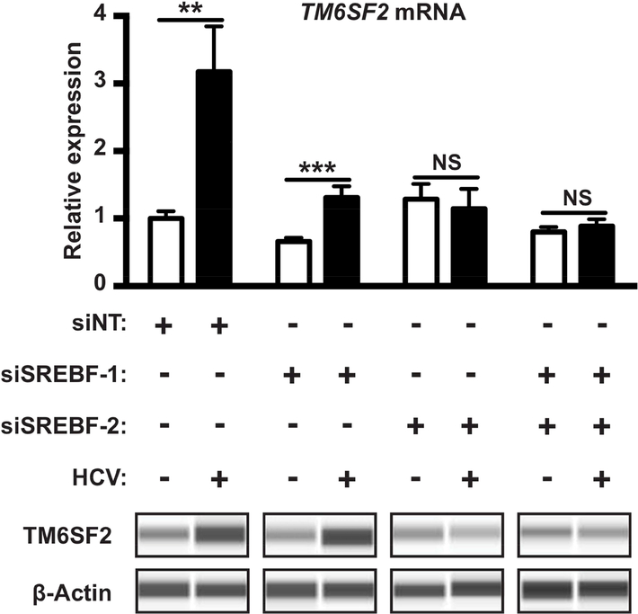 Figure 5: