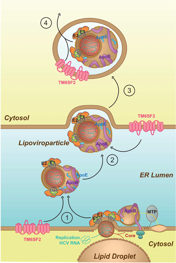 Figure 6: