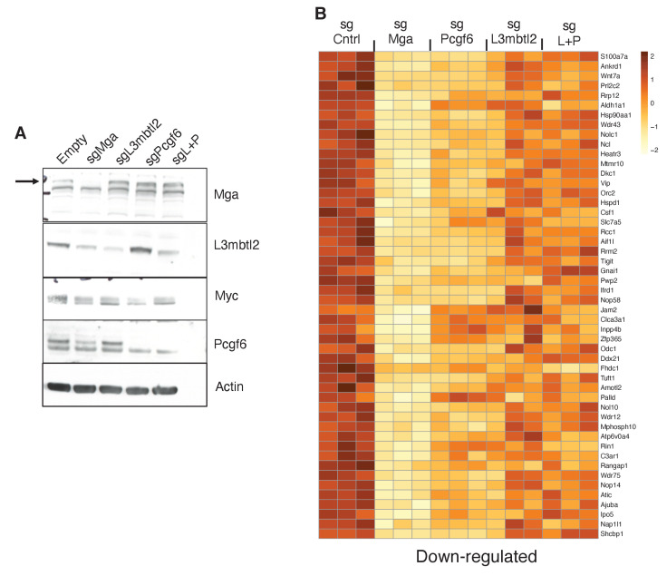 Figure 6—figure supplement 1.