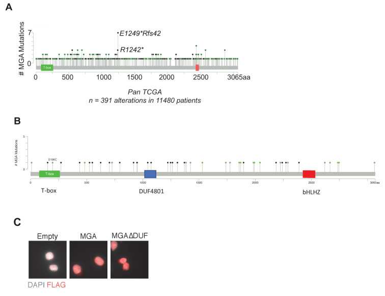 Figure 4—figure supplement 1.