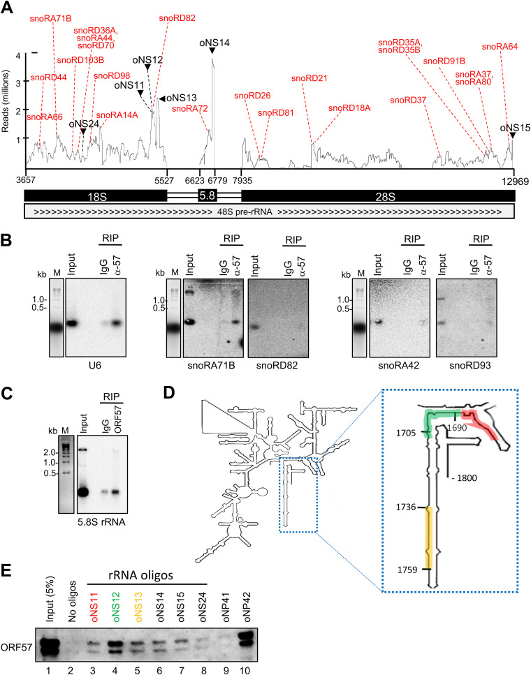 FIG 8