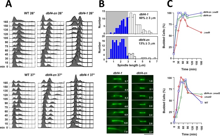 FIGURE 3: