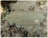 Figure 30