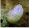 Figure 23