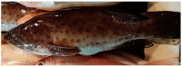 Figure 25