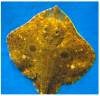 Figure 24